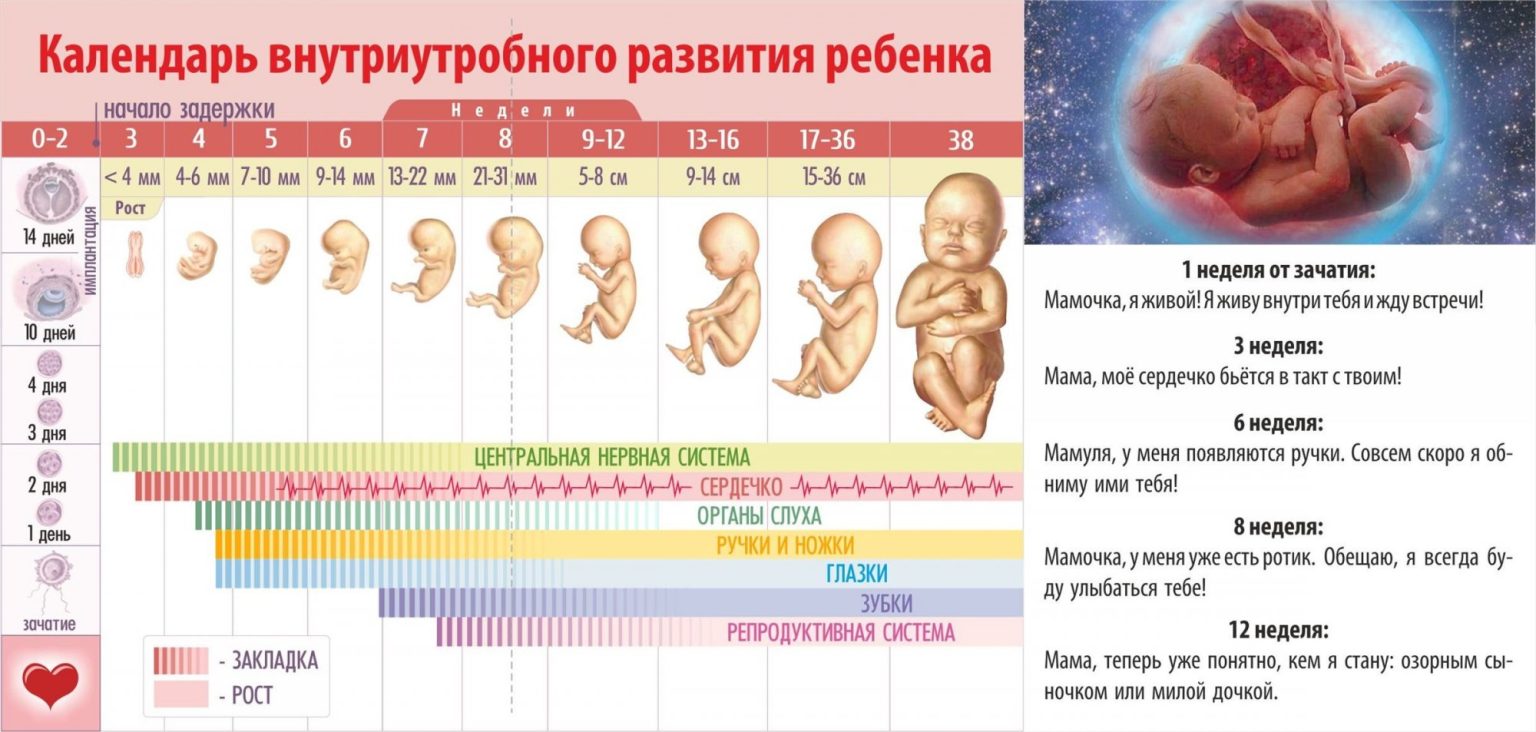 Картинки Развития Ребенка По Неделям